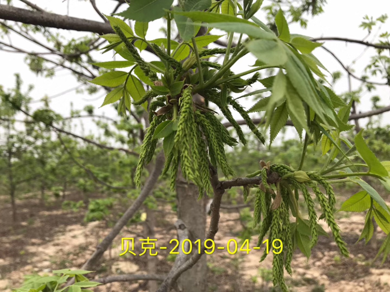碧根果苗～薄壳山核桃……