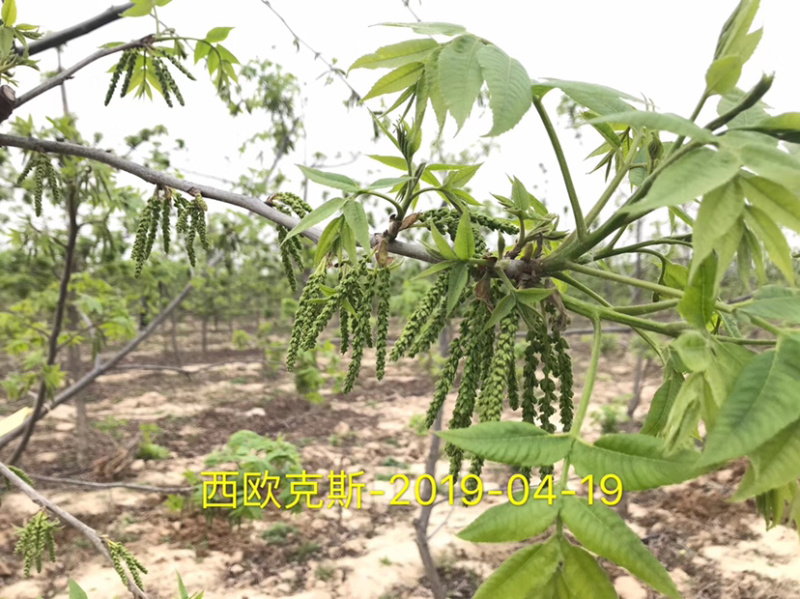 碧根果苗～薄壳山核桃……