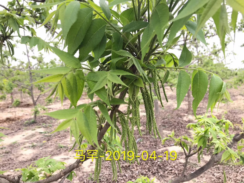 碧根果苗～薄壳山核桃……