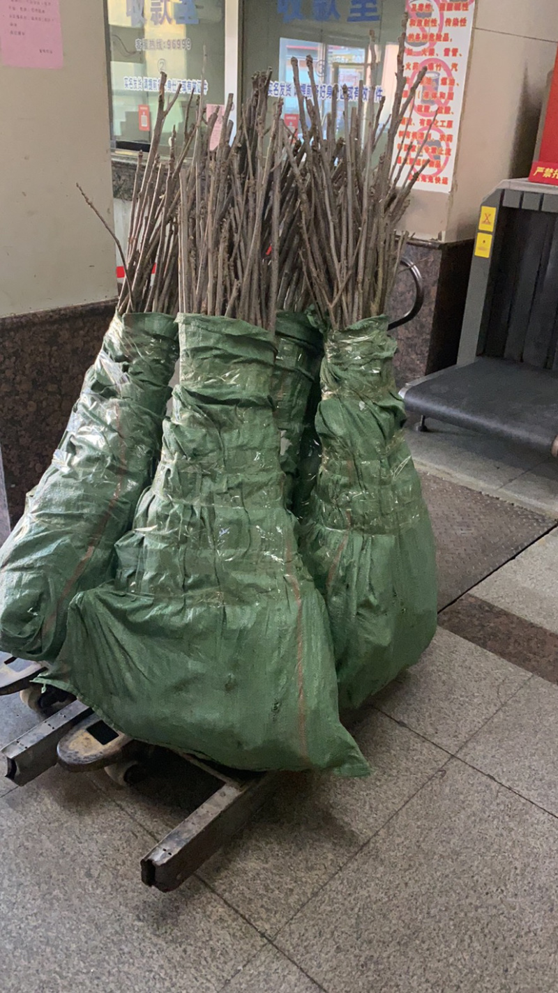 碧根果苗～薄壳山核桃……