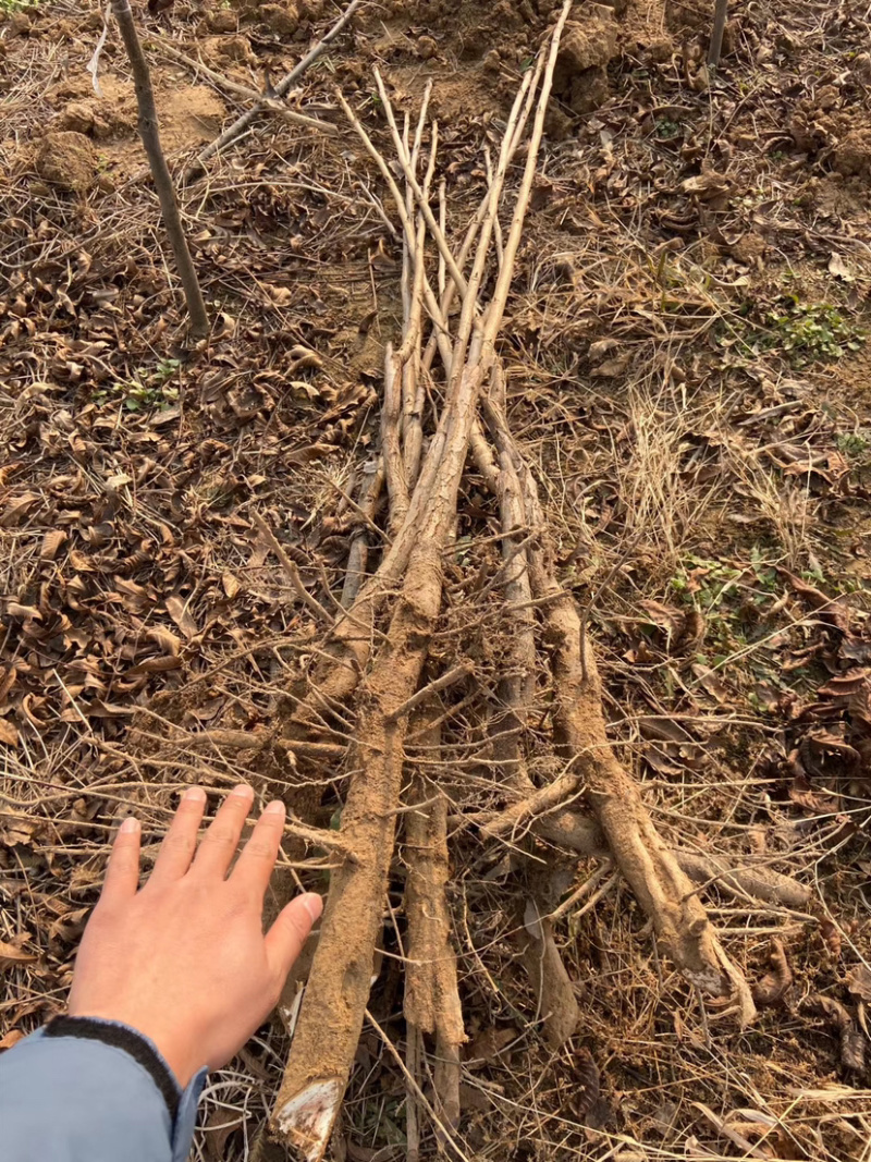 碧根果苗～薄壳山核桃……