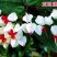 龙吐珠花盆栽花卉观花植物室内花客厅吸甲醛四季开花带花发货