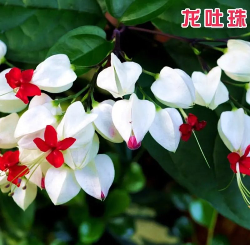 龙吐珠花盆栽花卉观花植物室内花客厅吸甲醛四季开花带花发货