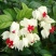 龙吐珠花盆栽花卉观花植物室内花客厅吸甲醛四季开花带花发货