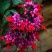 龙吐珠花盆栽花卉观花植物室内花客厅吸甲醛四季开花带花发货