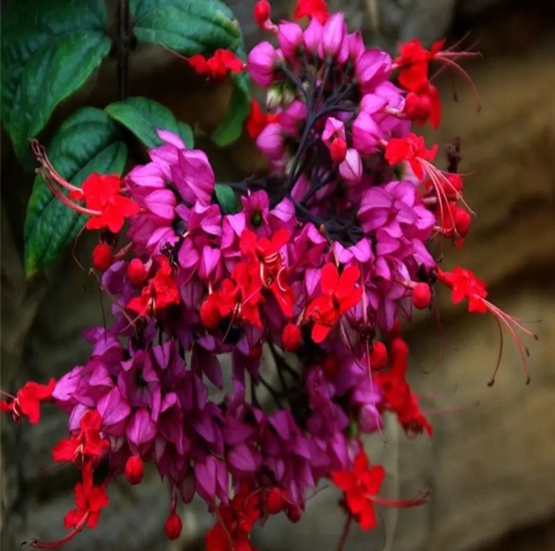 龙吐珠花盆栽花卉观花植物室内花客厅吸甲醛四季开花带花发货