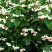 龙吐珠花盆栽花卉观花植物室内花客厅吸甲醛四季开花带花发货