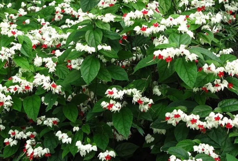 龙吐珠花盆栽花卉观花植物室内花客厅吸甲醛四季开花带花发货