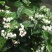 龙吐珠花盆栽花卉观花植物室内花客厅吸甲醛四季开花带花发货