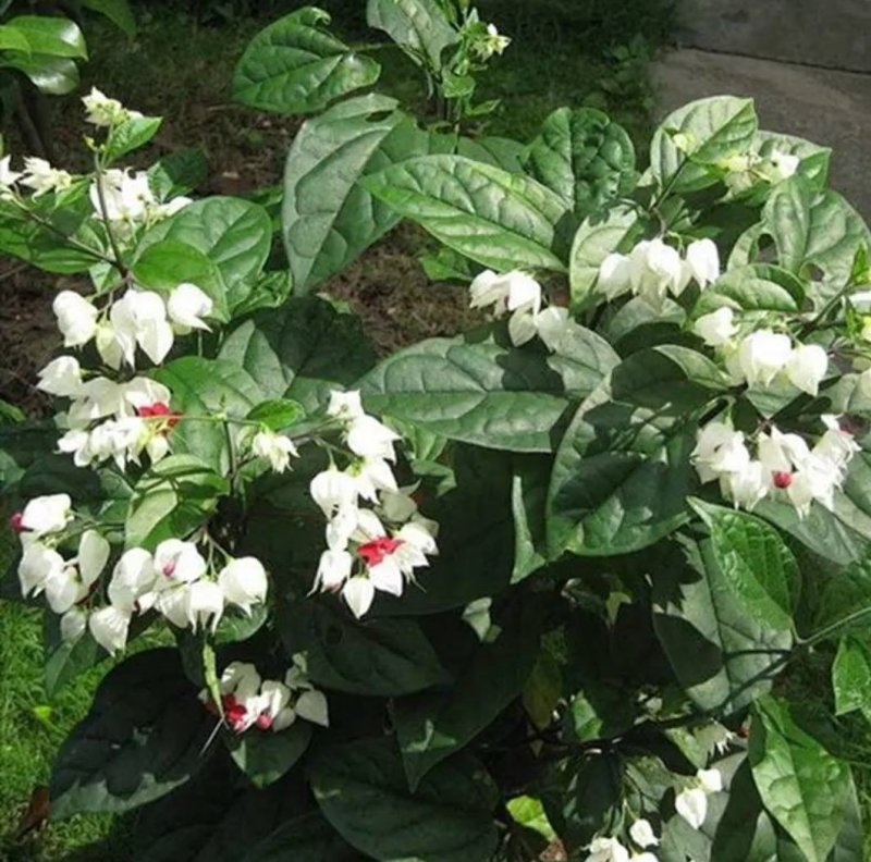 龙吐珠花盆栽花卉观花植物室内花客厅吸甲醛四季开花带花发货