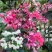 龙吐珠花盆栽花卉观花植物室内花客厅吸甲醛四季开花带花发货