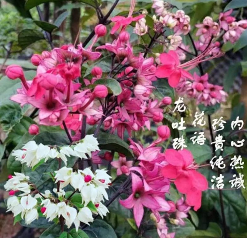 龙吐珠花盆栽花卉观花植物室内花客厅吸甲醛四季开花带花发货