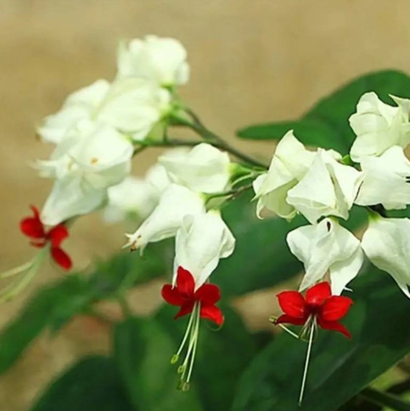 龙吐珠花盆栽花卉观花植物室内花客厅吸甲醛四季开花带花发货