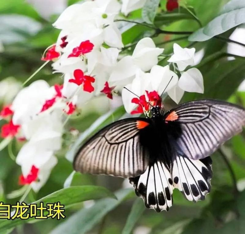 龙吐珠花盆栽花卉观花植物室内花客厅吸甲醛四季开花带花发货