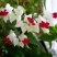 龙吐珠花盆栽花卉观花植物室内花客厅吸甲醛四季开花带花发货