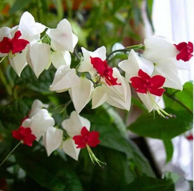 龙吐珠花盆栽花卉观花植物室内花客厅吸甲醛四季开花带花发货