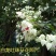 龙吐珠花盆栽花卉观花植物室内花客厅吸甲醛四季开花带花发货