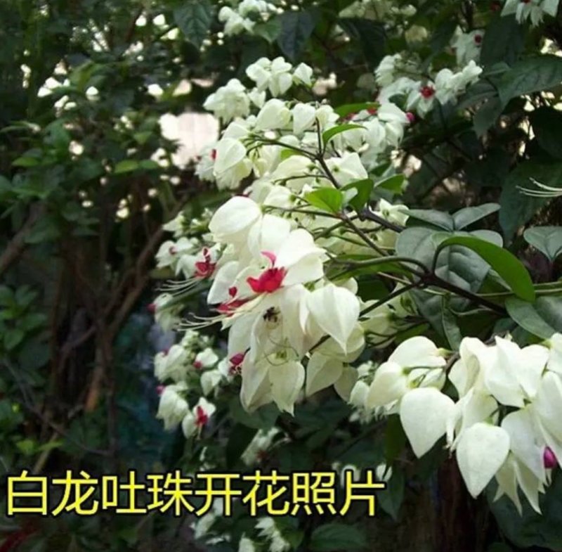 龙吐珠花盆栽花卉观花植物室内花客厅吸甲醛四季开花带花发货