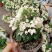 龙吐珠花盆栽花卉观花植物室内花客厅吸甲醛四季开花带花发货
