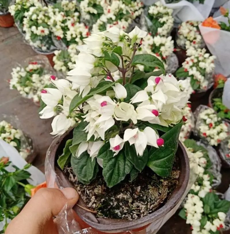 龙吐珠花盆栽花卉观花植物室内花客厅吸甲醛四季开花带花发货