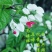龙吐珠花盆栽花卉观花植物室内花客厅吸甲醛四季开花带花发货