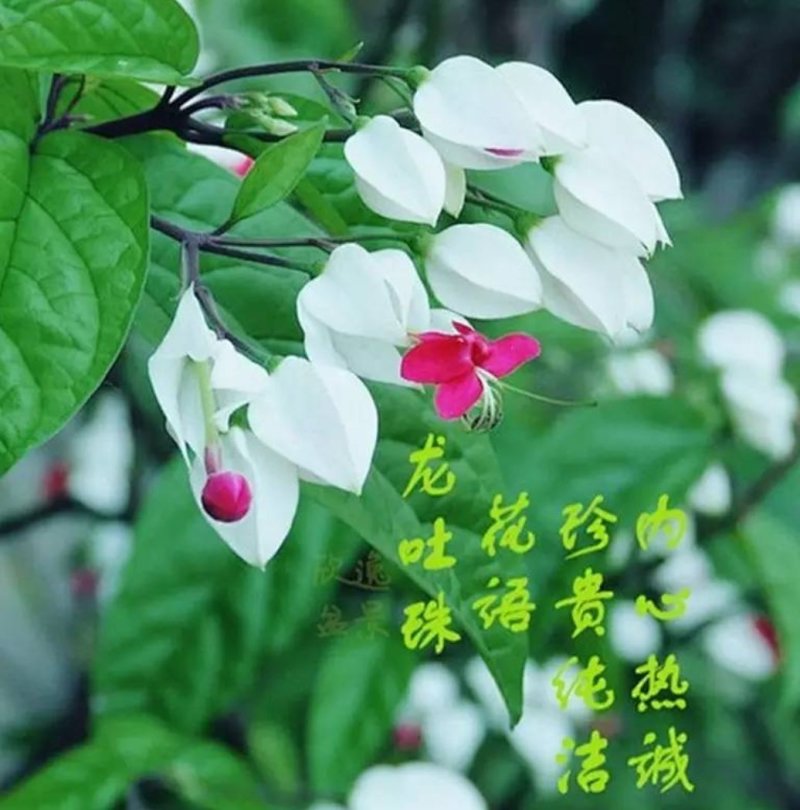 龙吐珠花盆栽花卉观花植物室内花客厅吸甲醛四季开花带花发货