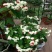 龙吐珠花盆栽花卉观花植物室内花客厅吸甲醛四季开花带花发货