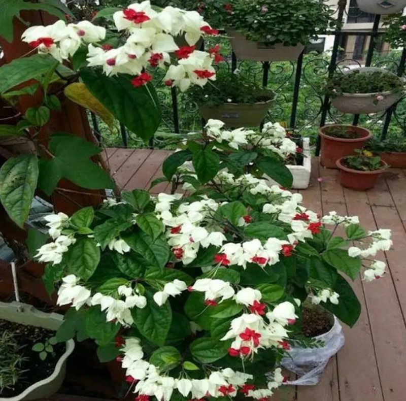 龙吐珠花盆栽花卉观花植物室内花客厅吸甲醛四季开花带花发货