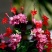 龙吐珠花盆栽花卉观花植物室内花客厅吸甲醛四季开花带花发货