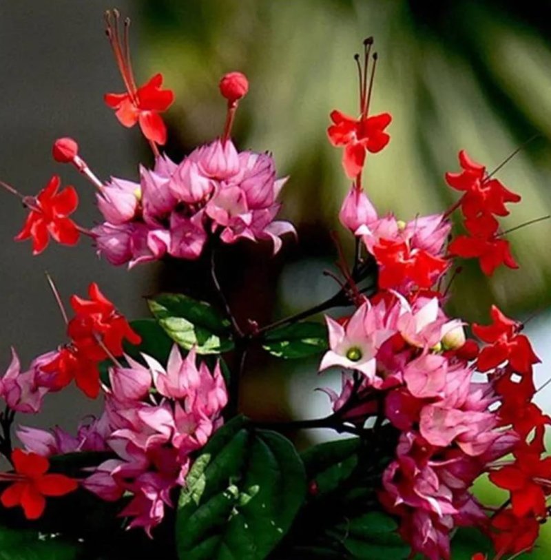 龙吐珠花盆栽花卉观花植物室内花客厅吸甲醛四季开花带花发货