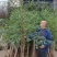 红豆杉小苗南方红豆杉占地苗红豆杉工程苗1/30公分