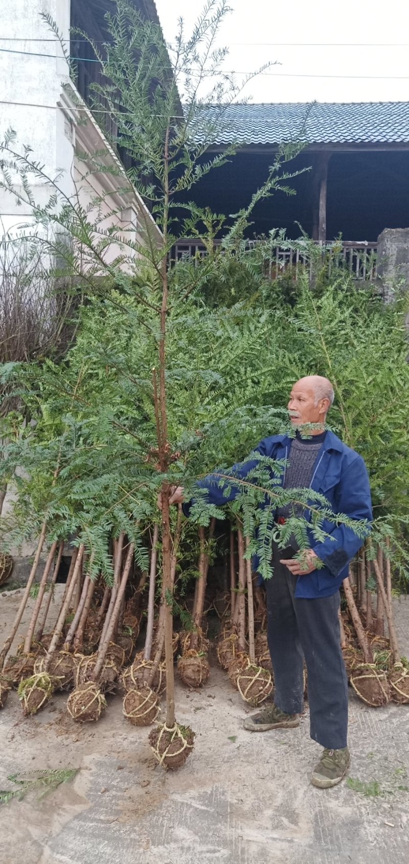 红豆杉小苗南方红豆杉占地苗红豆杉工程苗1/30公分