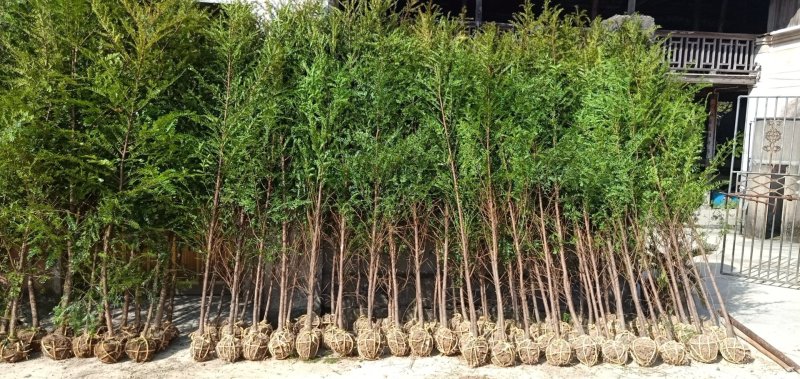红豆杉小苗南方红豆杉占地苗红豆杉工程苗1/30公分