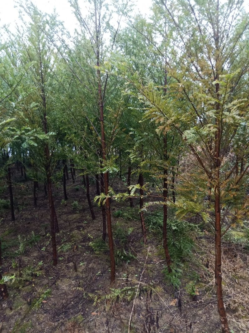 红豆杉小苗南方红豆杉占地苗红豆杉工程苗1/30公分