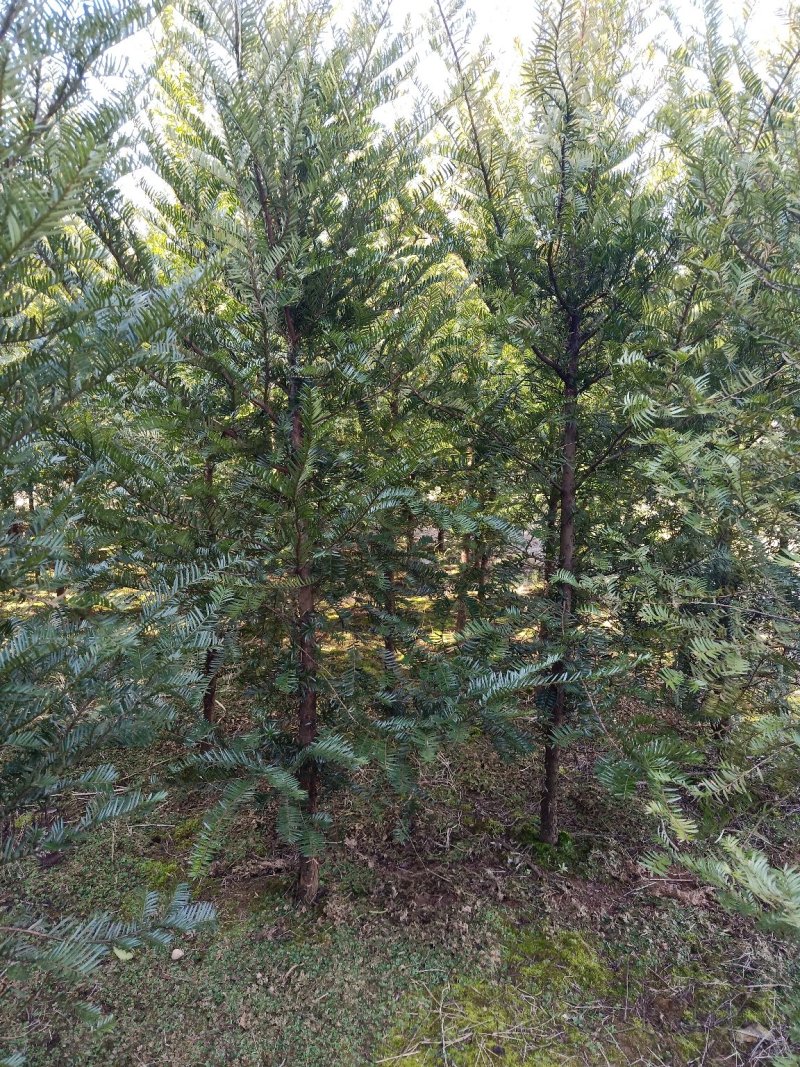 红豆杉小苗南方红豆杉占地苗红豆杉工程苗1/30公分