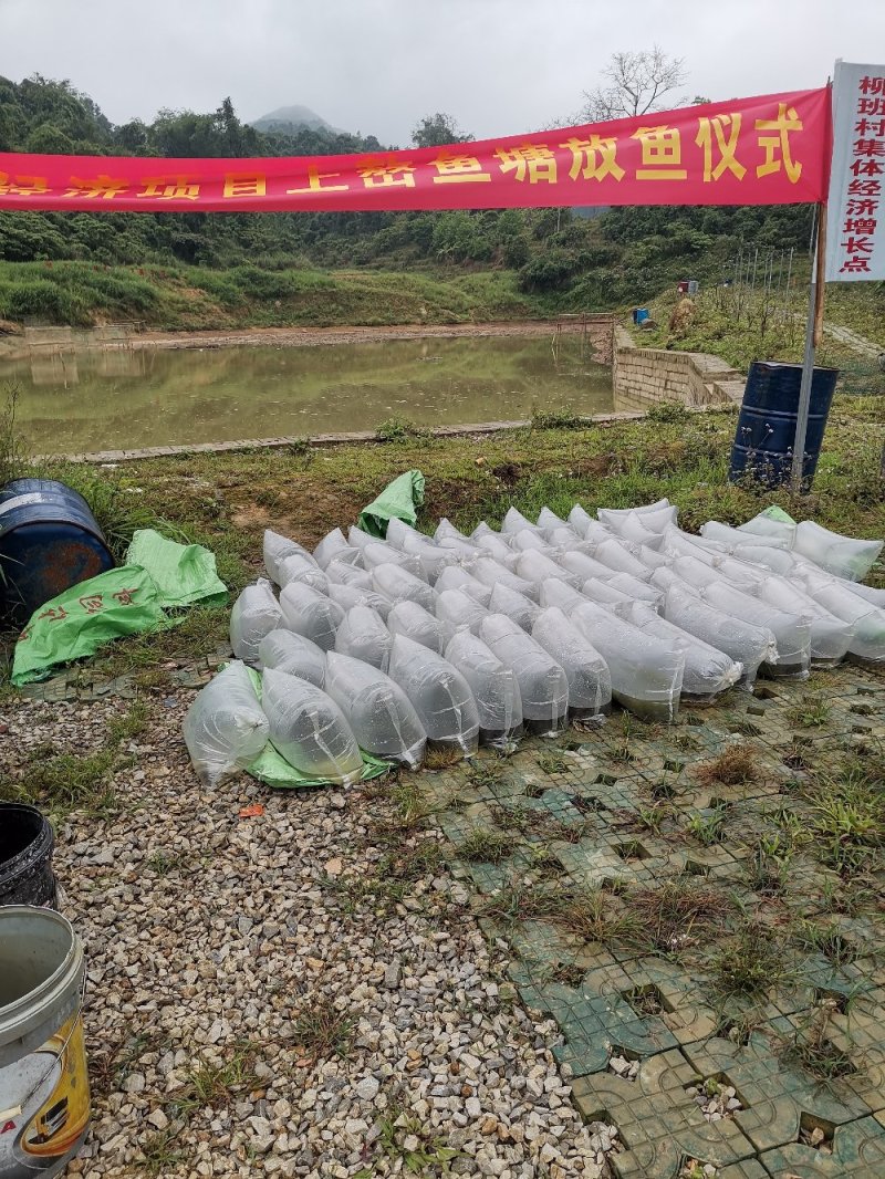 《全国发货》淡水石斑鱼苗花斑鱼苗杂鱼克星