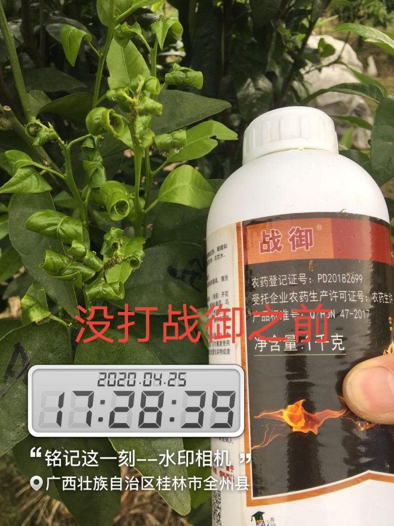 田园出品~灭蝇.噻虫胺（黑蚜黄蚜蓟马粉虱潜叶蛾韭蛆~）