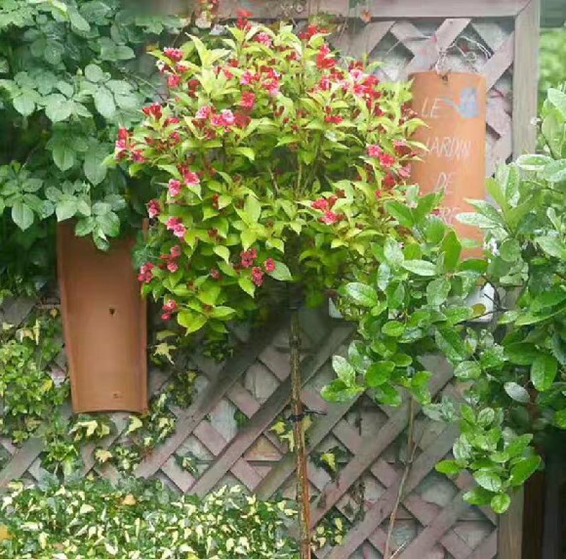 红王子锦带棒棒糖造型阳台花卉盆栽庭院种植五彩锦带独杆