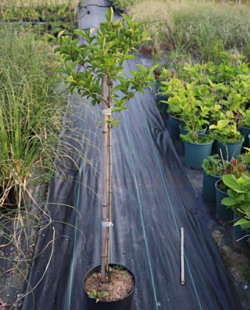 红王子锦带棒棒糖造型阳台花卉盆栽庭院种植五彩锦带独杆