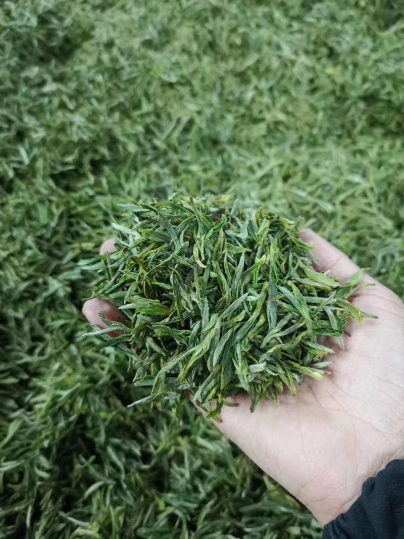 精品岳西石关高山茗茶，海拔一干多米的高山野茶，长年