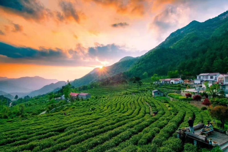 精品岳西石关高山茗茶，海拔一干多米的高山野茶，长年