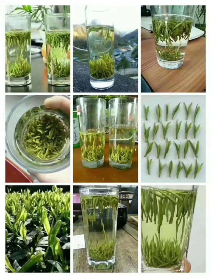 精品岳西石关高山茗茶，海拔一干多米的高山野茶，长年