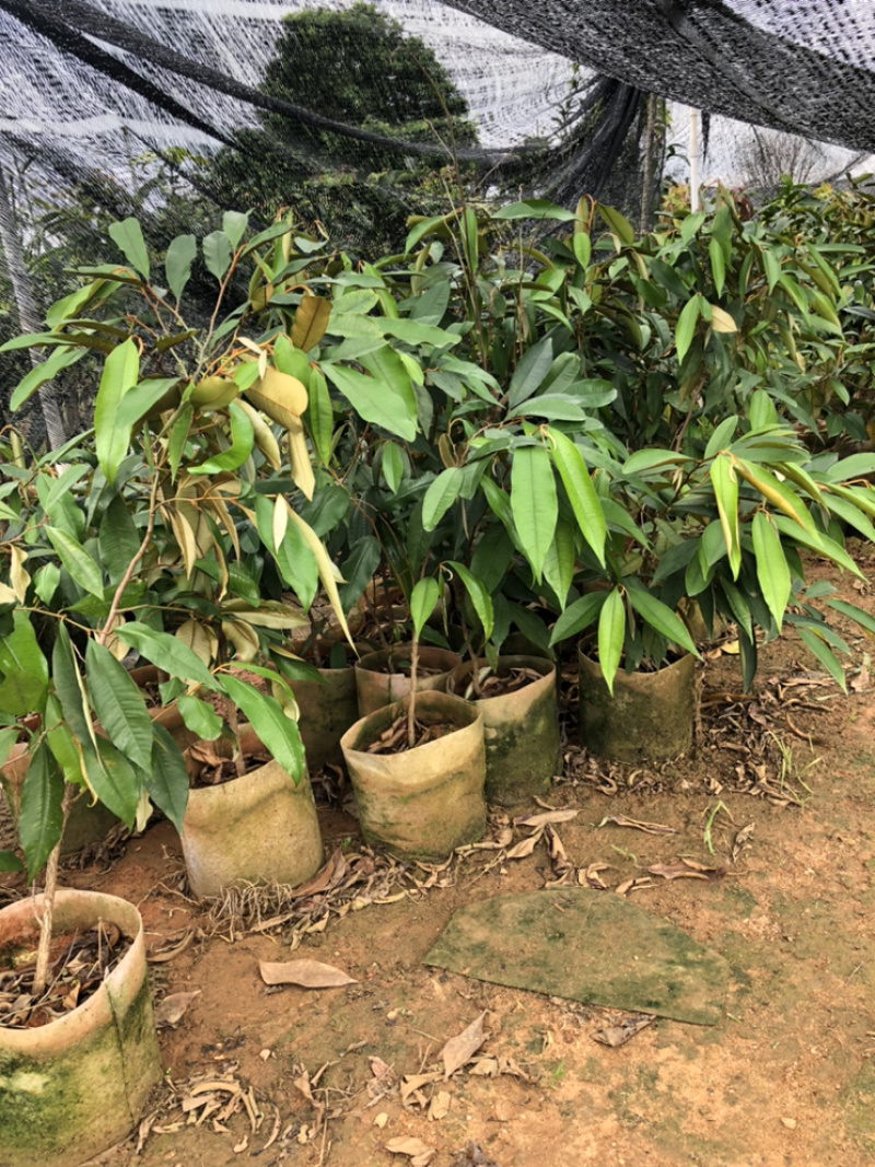 牛奶果苗牛奶果树苗嫁接苗含有牛奶香味的一种水果