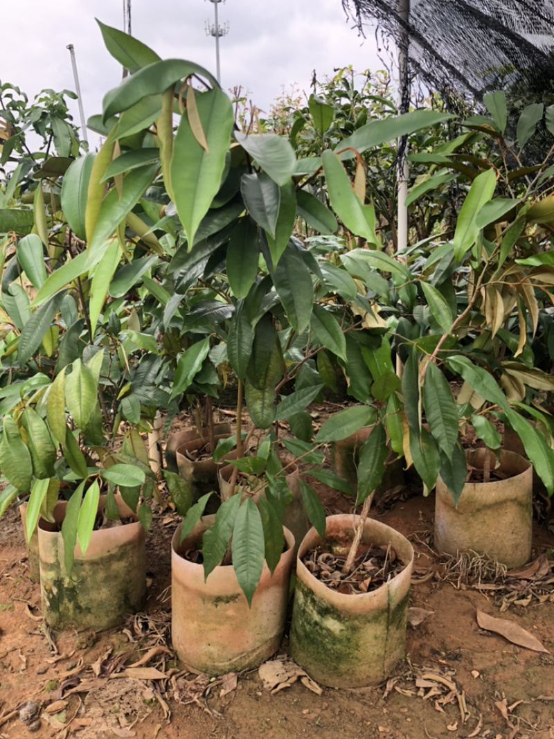 牛奶果苗牛奶果树苗嫁接苗含有牛奶香味的一种水果
