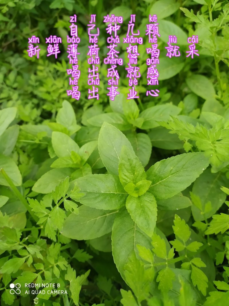 贵州大山毕节市可乐乡古夜郎河边野生薄荷苗