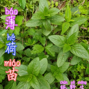 贵州大山毕节市可乐乡古夜郎河边野生薄荷苗