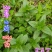 贵州大山毕节市可乐乡古夜郎河边野生薄荷苗
