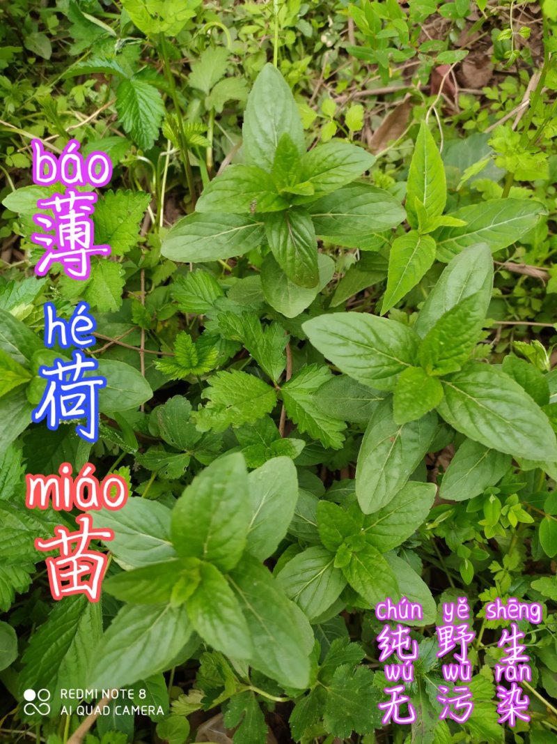 贵州大山毕节市可乐乡古夜郎河边野生薄荷苗