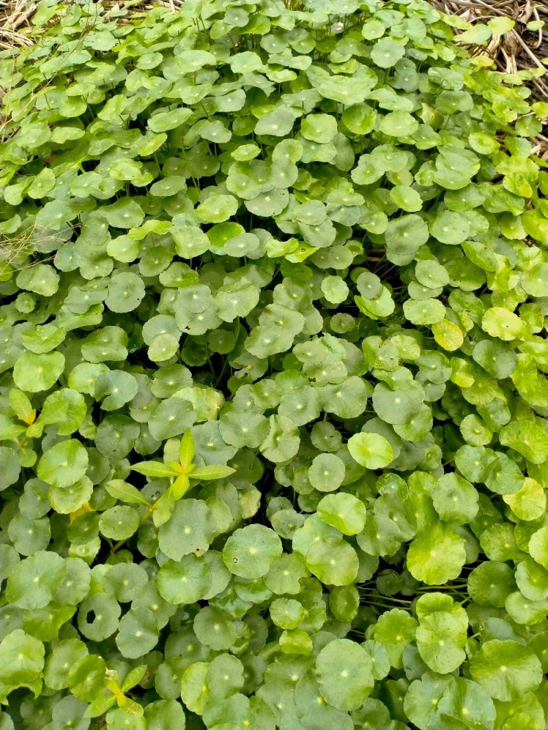 四季常青室内外观赏植物铜钱草