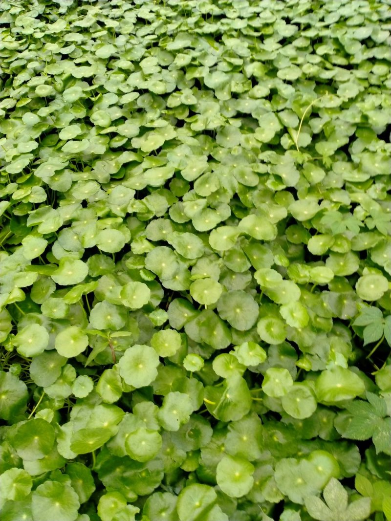 四季常青室内外观赏植物铜钱草